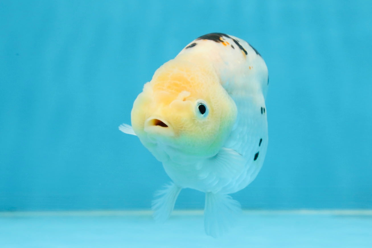 UNIQUE A Grade Chinese Cow Ranchu Female 4.5 inches #102425RC_05