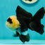 A Grade UNIQUE Lemonhead Panda Button Eyes Oranda Male 4.5-5 inches #1018OR_23