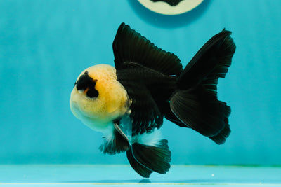 A Grade UNIQUE Lemonhead Panda Button Eyes Oranda Male 4.5-5 inches #1018OR_23