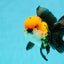 A Grade Tricolor Oranda Male 5.5 inches #112224OR_14