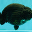UNIQUE AAA Grade Godzilla Black LionQueen 5.5 inches #092526LC_19
