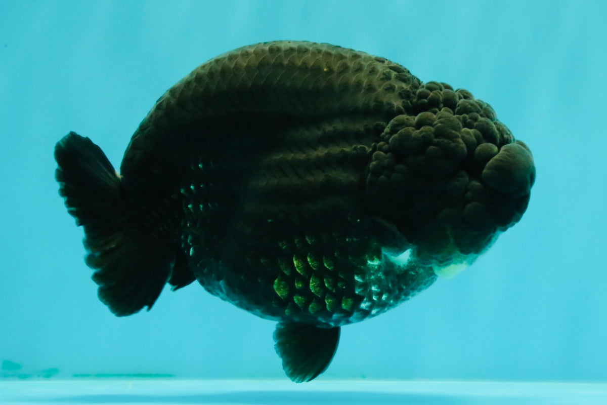 UNIQUE AAA Grade Godzilla Black LionQueen 5.5 inches #092526LC_19