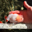 ADORABLE Red White LionChu Female 4.5 inches #050826LC_15