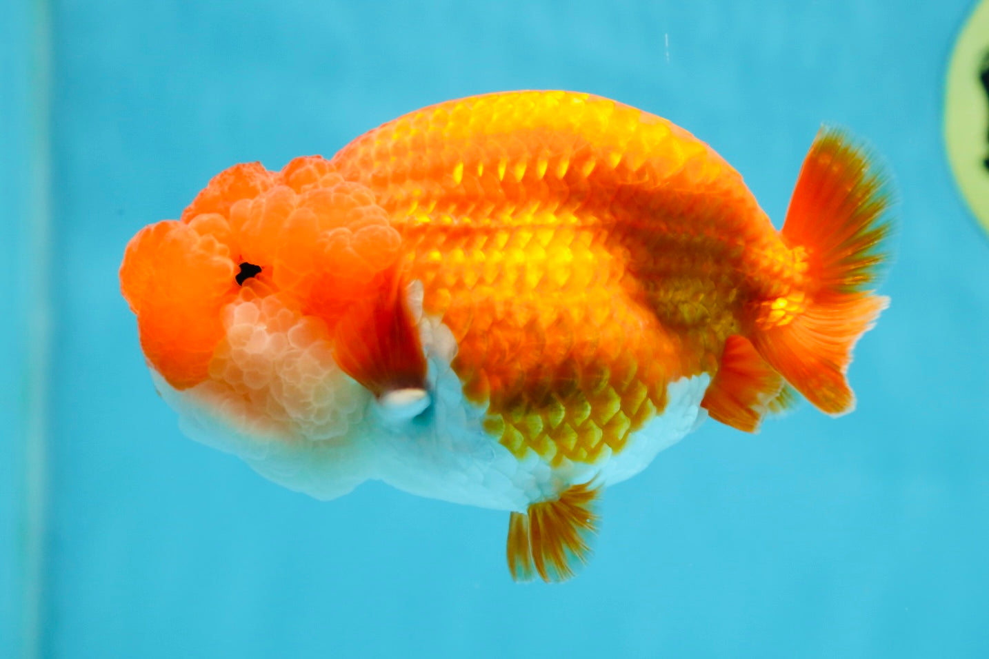 TOP WEN AAA Grade SUPER WEN Red White LionQueen 4.5 inches #050225LC_17