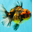 CHUNKY AAA Grade Tiger Oranda Male 5.5 inches #082826OR_07