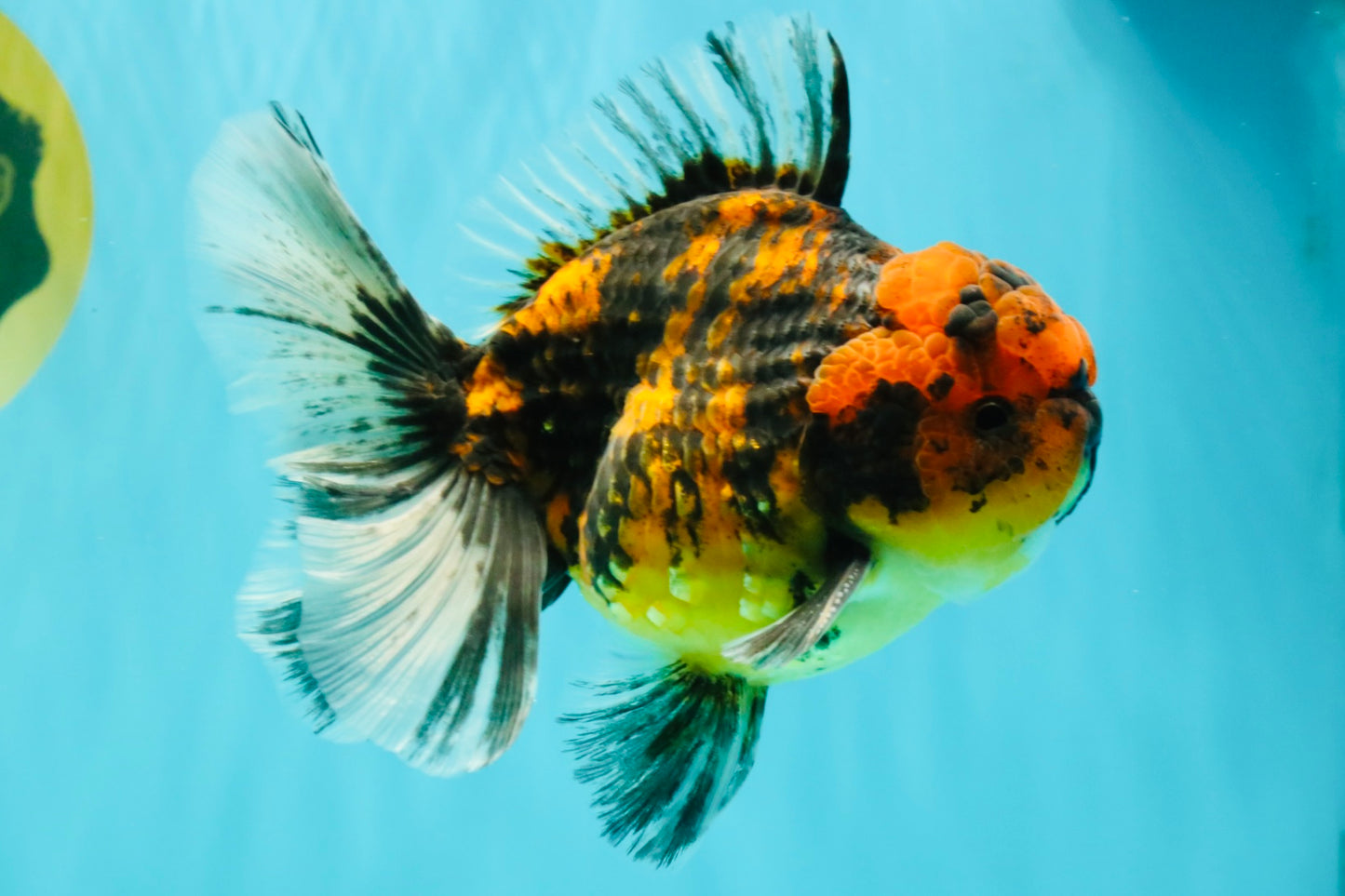 CHUNKY AAA Grade Tiger Oranda Male 5.5 inches #082826OR_07