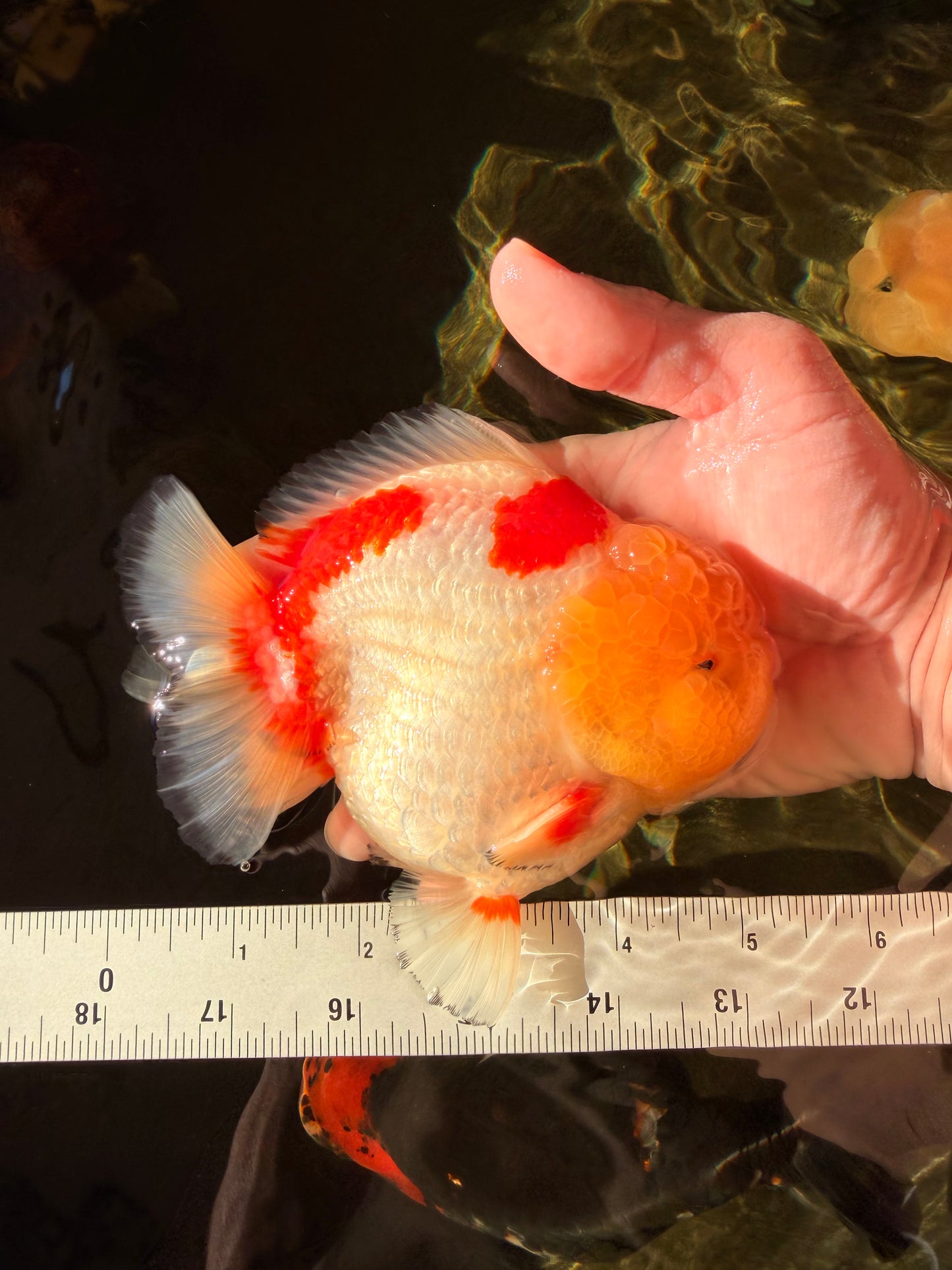 CHUBBY AAA Grade Godzilla Red White Lipstick Yuanbao Male 5-5.5 inches #022726YB_04