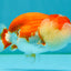 CHUBBY A Grade Red White LionQueen Female 4 inches #042426LC_20
