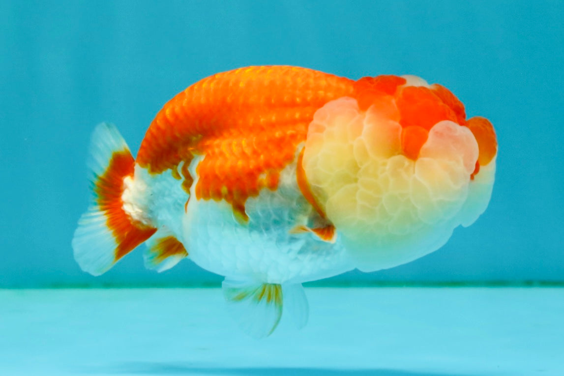 CHUBBY A Grade Red White LionQueen Female 4 inches #042426LC_20