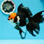 AAA Grade Tricolor Beautiful Tail Oranda Female 5.5–6 inches #0614OR_24