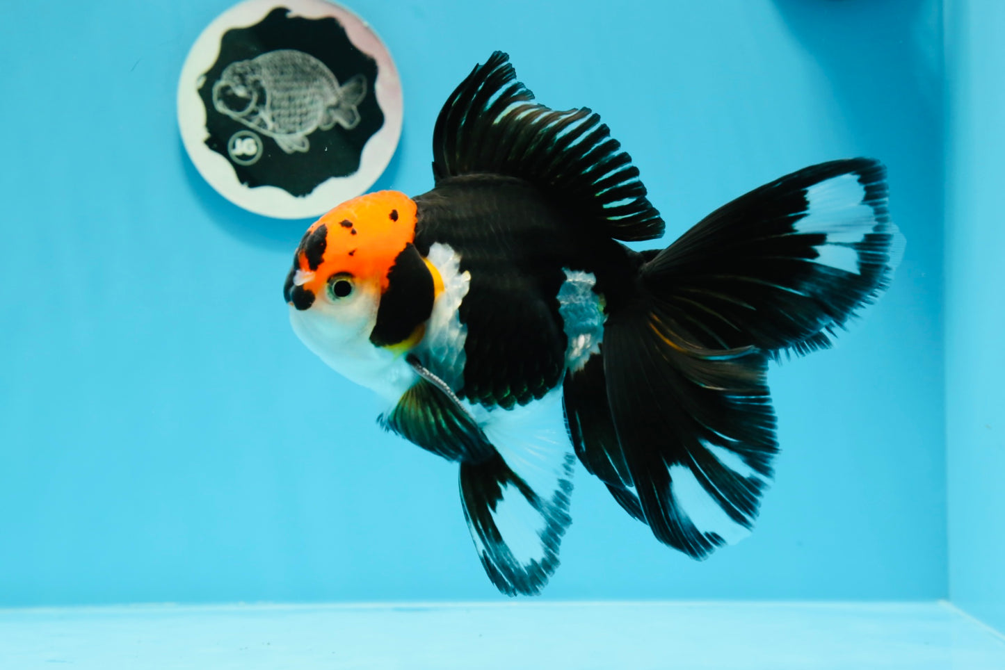 AAA Grade Tricolor Beautiful Tail Oranda Female 5.5–6 inches #0614OR_24