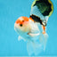 A Grade Tricolor Gem Oranda Male 5-5.5 inches #020725OR_29