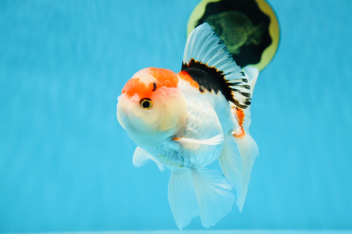 A Grade Tricolor Gem Oranda Male 5-5.5 inches #020725OR_29