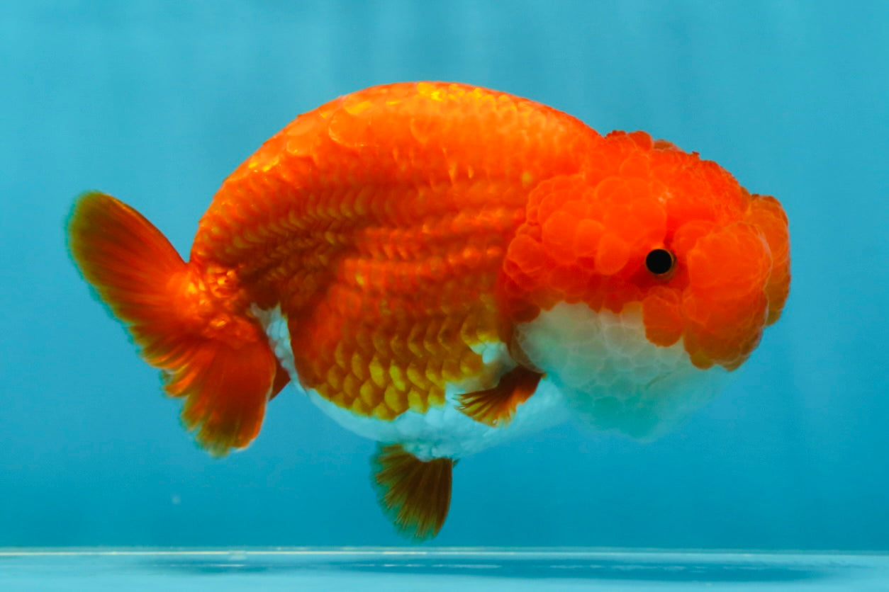 A Grade Red White LionQueen 4.5-5 inches #052325LC_22