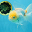 A Grade White Oranda Female 5.5 inches #062725OR_22