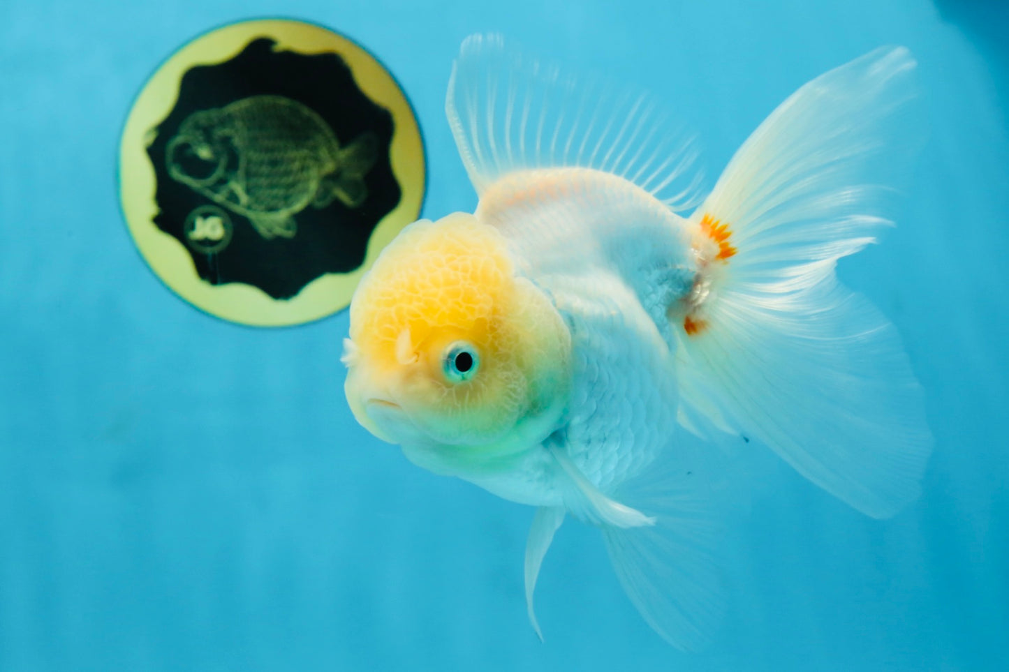A Grade White Oranda Female 5.5 inches #062725OR_22