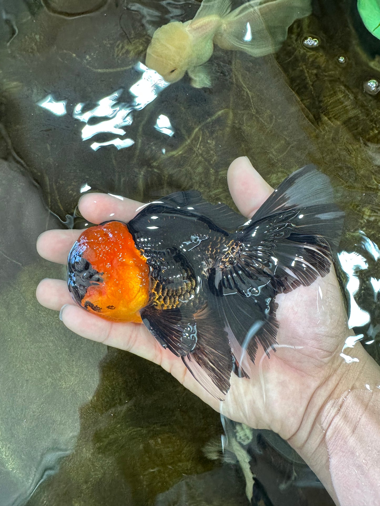 A Grade Tricolor Oranda Male 5-5.5 inches #062725OR_17