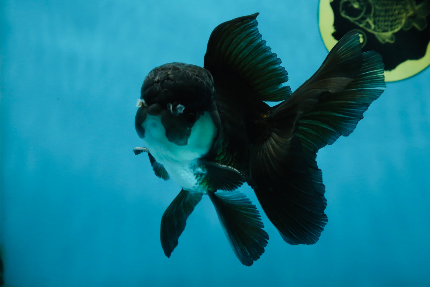 A Grade Panda Oranda Male 5.5 inches #060625OR_15