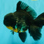 AAA Grade Kirin Oranda Male 6.5 inches #070626OR_14