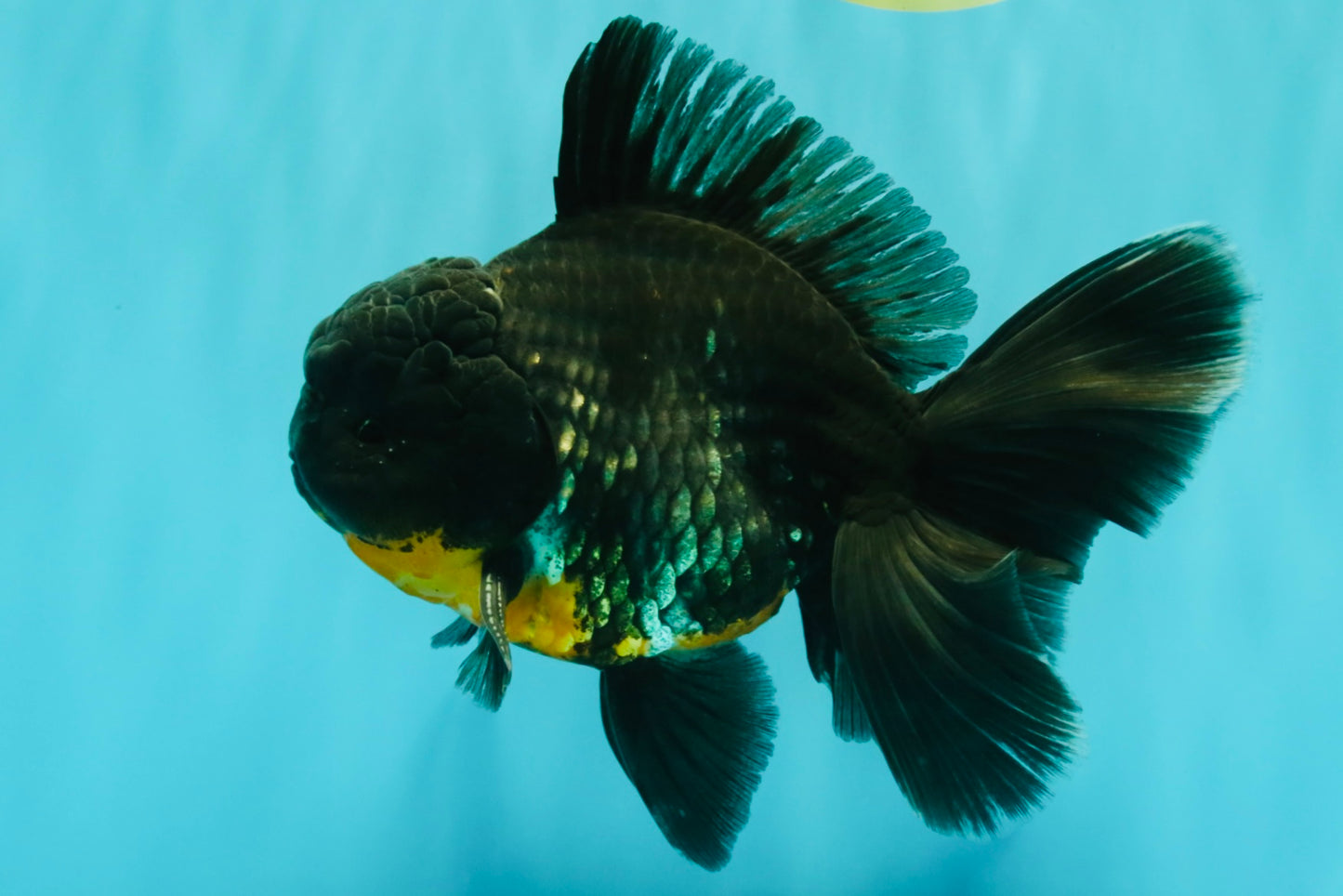 AAA Grade Kirin Oranda Male 6.5 inches #070626OR_14