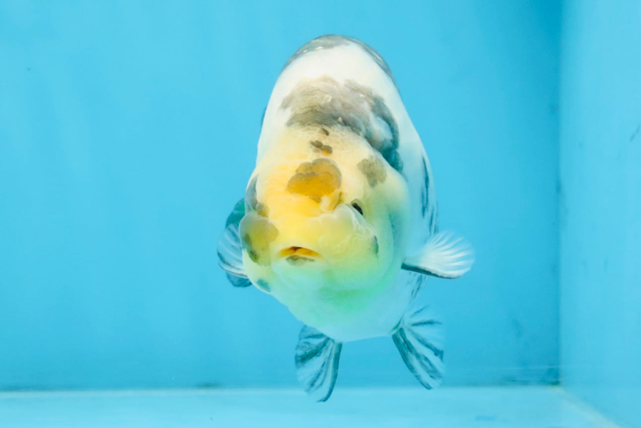 Cow Chinese Ranchu Female 5-5.5 inches #103125RC_08