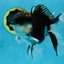 A Grade Tricolor Oranda Male 5-5.5 inches #062725OR_19