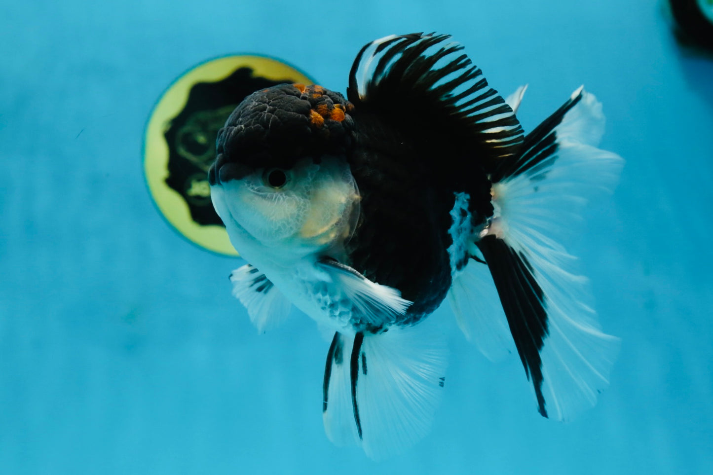 A Grade Tricolor Oranda Male 5-5.5 inches #062725OR_19