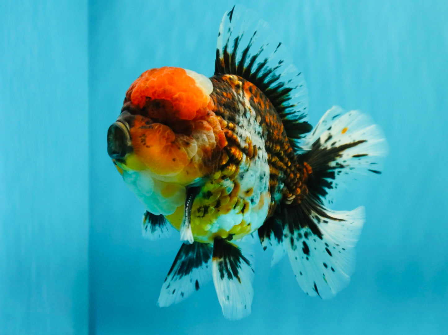 GIANT SUPER AAA Grade Godzilla Kirin Calico Oranda Male 6.5-7 inches #030626OR_06