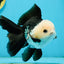 A Grade Panda Button Eyes Oranda Male 5-5.5 inches #120624OR_05