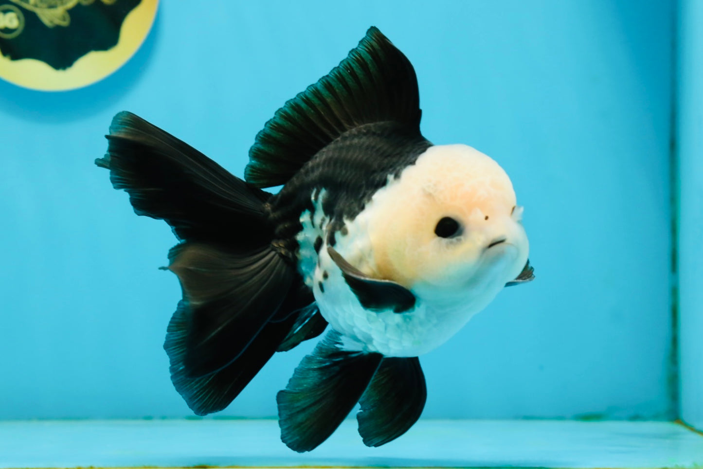 A Grade Panda Button Eyes Oranda Male 5-5.5 inches #120624OR_05