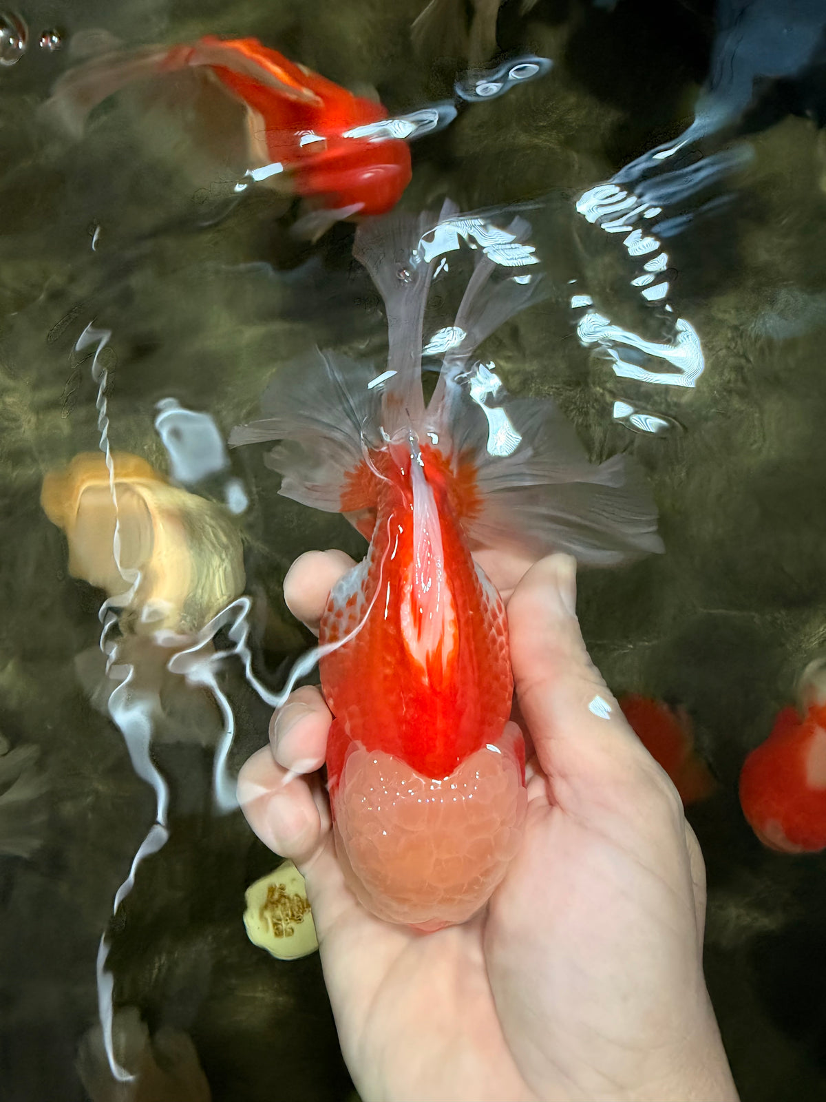 A Grade Lipsticks Red White Oranda Male 6 inches #101626OR_03