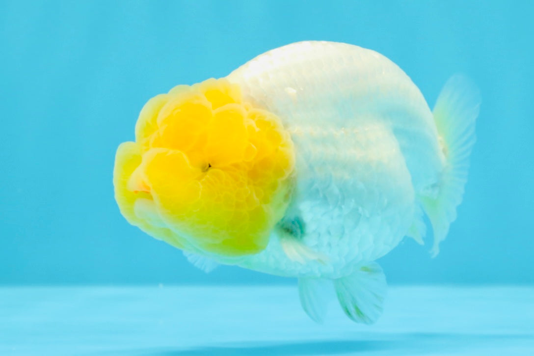 SUPER CUTE AAA Grade White LionKing 4 inches #022026LC_18