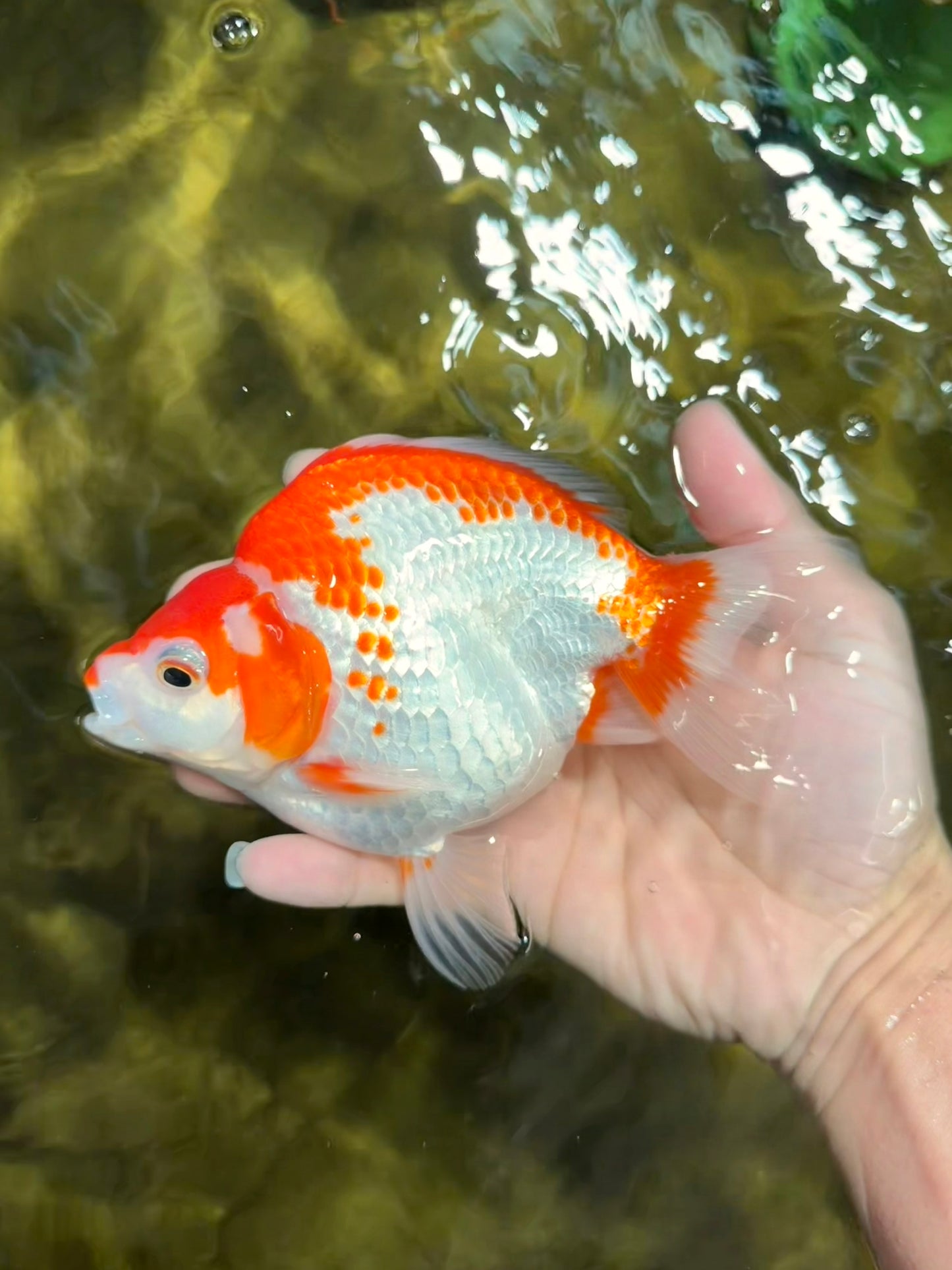 A Grade Red White Ryukin Female 5.5-6 inches #111425RK_06