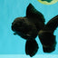 TOOTHLESS A Grade Black Oranda Female 5.5-6 inches #101626OR_15