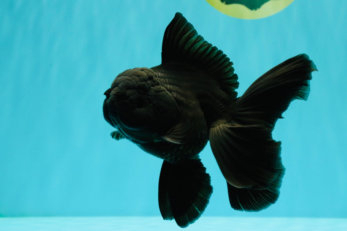 TOOTHLESS A Grade Black Oranda Female 5.5-6 inches #101626OR_15