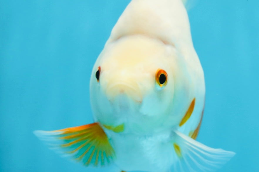 A Grade Red White Ryukin Female 5.5 inches #060625RK_31