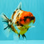 A Grade Tiger Oranda Female 5.5 inches #061926OR_28