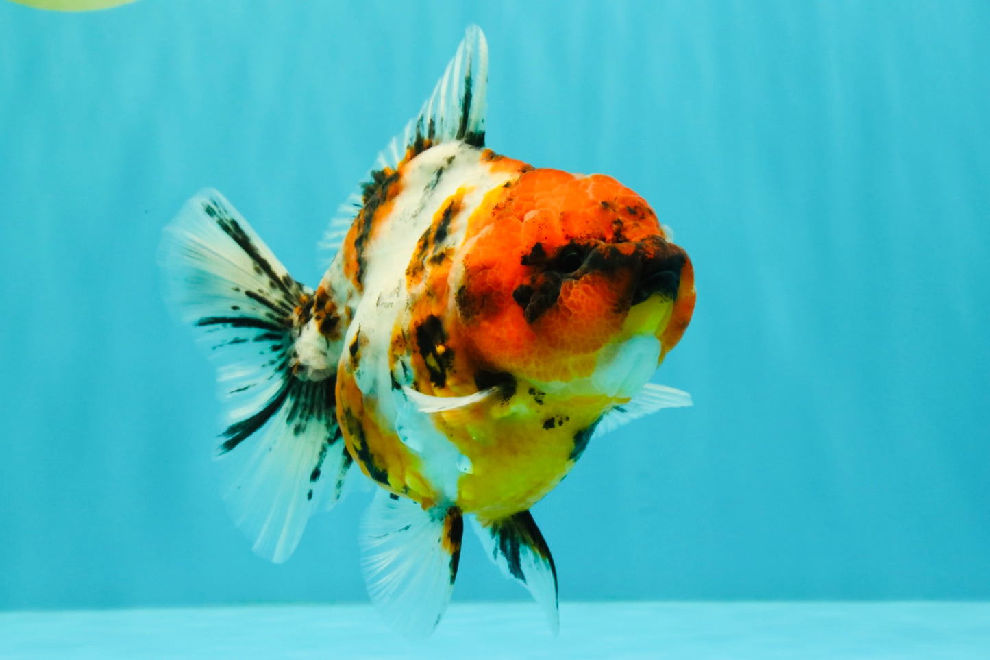 A Grade Tiger Oranda Female 5.5 inches #061926OR_28