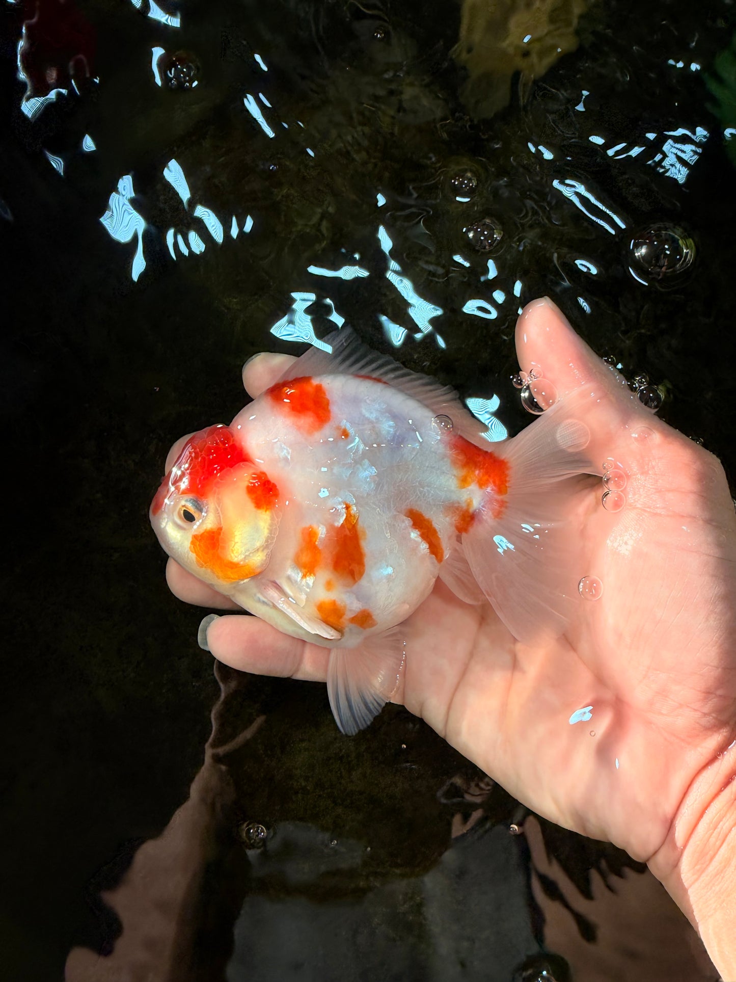 A Grade Young Godzilla Kohaku Sakura Yuanbao Male 4.5 inches #101725YB_28