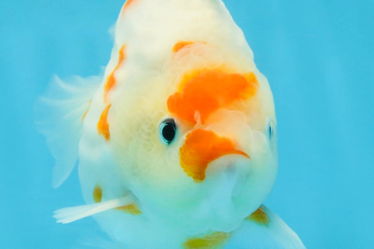 AAA Grade Godzilla Sakura Yuanbao Male 5-5.5 inches #112825YB_18