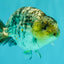AAA Grade Special White Tiger Ranchu Male 4.5 inches #062626RC_07