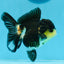 AAA Grade Tricolor Oranda Female 4.5 inches #0920OR_28