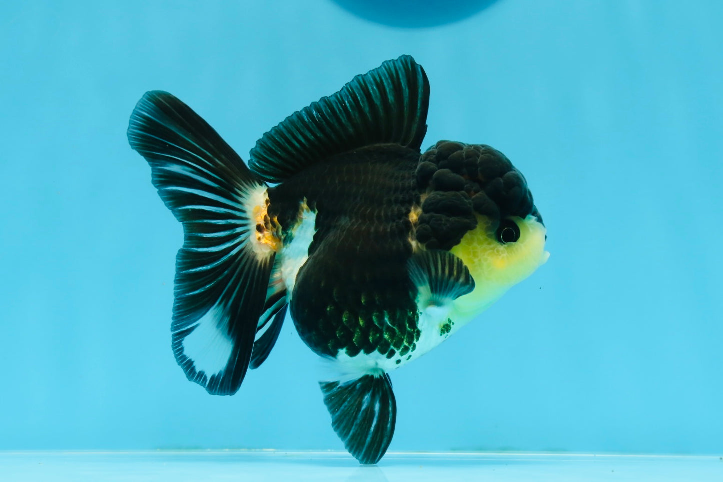 AAA Grade Tricolor Oranda Female 4.5 inches #0920OR_28