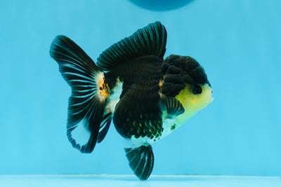 Oranda femelle tricolore de catégorie AAA 4,5 pouces #0920OR_28