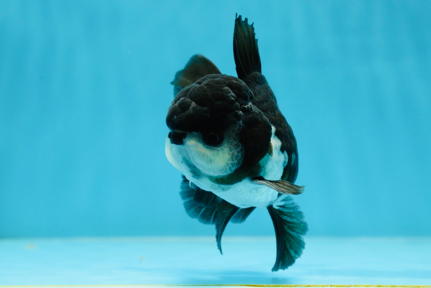 A Grade Panda Oranda Male 4.5 inches #050225OR_11