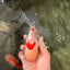 A Grade Red White Oranda Male 6 inches #071726OR_29