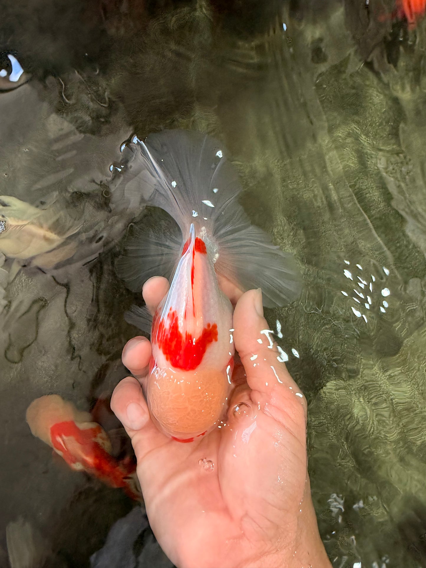 A Grade Red White Oranda Male 6 inches #071726OR_29