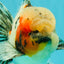 AAA Grade Marble Oranda Male 6-6.5 inches #071026OR_37