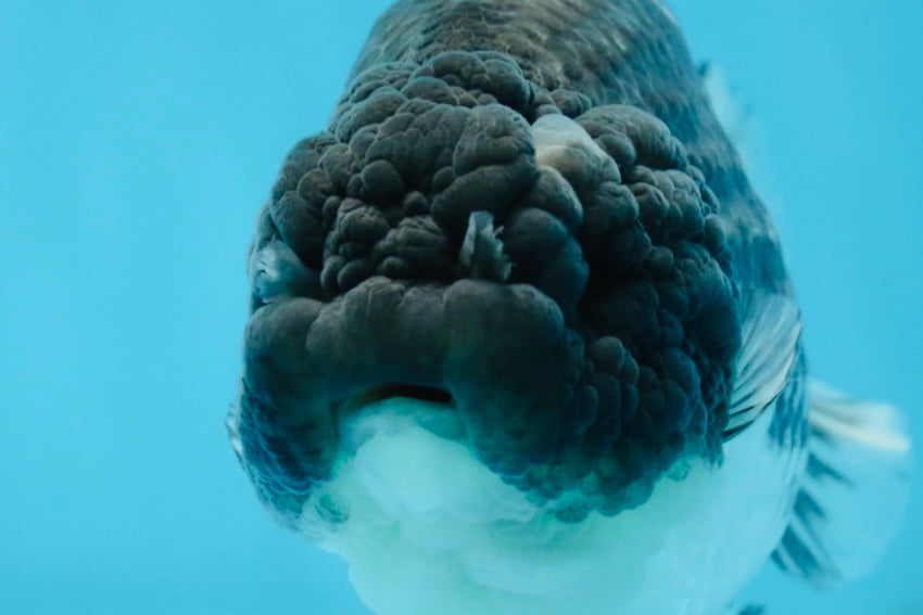 SPECIAL A Grade Black Blue LionQueen 5.5  inches #102425LC_07