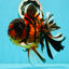 JUMBO MONSTER AAA Grade Tiger Oranda Butterfly Tail Male 6.5-7 inches #1011OR_01